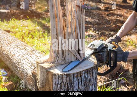 Uomo professionista che taglia il tronco dell'albero con la motosega dopo l'uragano con l'aiuto della motosega Foto Stock