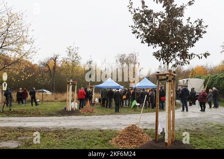 Weimar, Germania. 16th Nov 2022. I partecipanti a un evento si troveranno a stare accanto a uno dei sette alberi appena piantati durante la campagna di piantagione di alberi del '1000 Buchen'. Gli alberi furono piantati come simbolo in memoria delle vittime del campo di concentramento nazista Buchenwald e delle cosiddette "marce della morte". Gli alberi fanno parte del progetto '1000 Buchen' e sono stati originariamente destinati a sostituire diversi alberi commemorativi distrutti nell'estate del 2022. Credit: Bodo Schackow/dpa/Alamy Live News Foto Stock