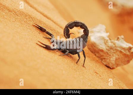 Scorpiones nero nel deserto dell'arabia Saudita Foto Stock