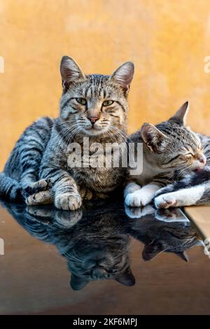 Due gatti seduti sul tetto di un'auto, Ortigia, Siracusa, Sicilia, Italia Foto Stock