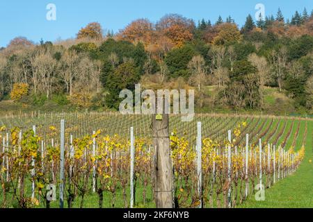 Albury Vineyard nelle Surrey Hills, Surrey, Inghilterra, Regno Unito, con filari di viti e colori autunnali Foto Stock