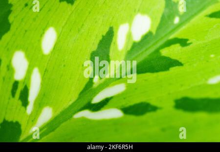 Foglia verde vibrante con bel motivo di giglio leopardo o pianta Dieffenbachia Foto Stock