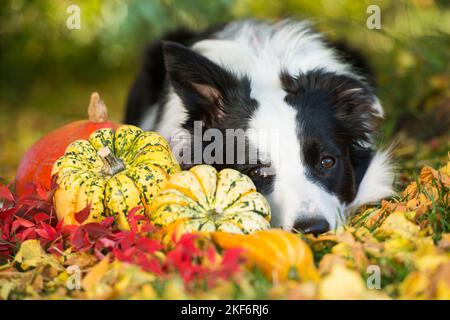 Confine collie cane in autunno sfondo Foto Stock