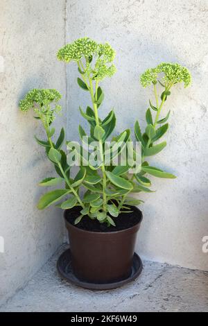 Pianta di Sedum (sedum spectabile) in vaso di fiori. Autunno gioia sedum Foto Stock