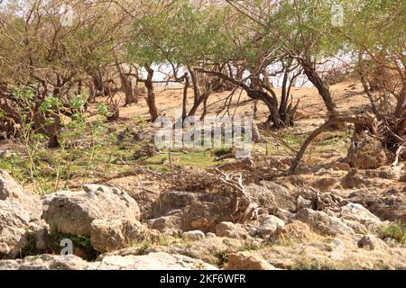 Vista sul fiume a Wadi Darbat vicino a Salalah, oman Foto Stock