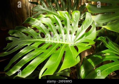 Fronde di Monstera Deliciosa cura in giardino. Estate e primavera Foto Stock