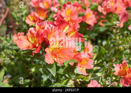 Fiori rossi di Alstroemeria è un fiore da sogno del fioraio nel giardino. Estate e primavera Foto Stock