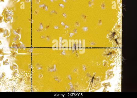 Gnats fungo scuro-alinged e mosche bianche sono bloccati su una trappola appiccicosa gialla. Le whiteflies intrappolate e Sciaridae volare appiccicoso in una trappola. Foto Stock