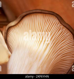 Parte inferiore di funghi di ostriche, Pleurotus ostreatus. Funghi macro. Primo piano di micelio Foto Stock