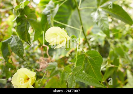 Fiori gialli di cotone gossypium barbadense in giardino. Estate e primavera Foto Stock