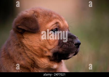 Faccia in primo piano di un cucciolo bello o daog con bello sfondo sfocato Foto Stock