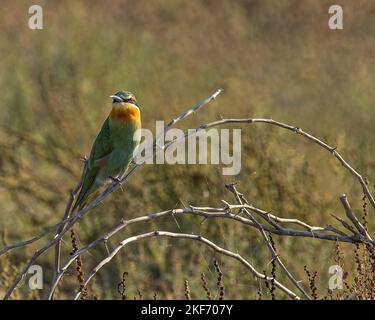 Un mangiatore di ape che riposa su un albero del cespuglio Foto Stock