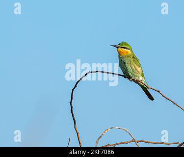 Un piccolo mangiatore di ape che riposa su un albero del cespuglio Foto Stock