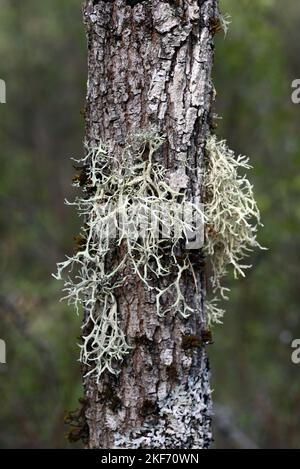 Renne comune Lichen, Cladonia portentosa, che cresce su Pino albero Foto Stock