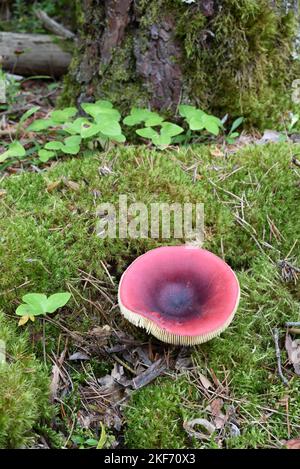 Funghi o funghi russula queletii di uva spina che crescono in Moss su Forest Floor alla base di Moss-Covered Pine Tree Foto Stock