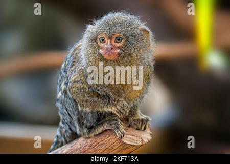 Marmoset pygmy prigioniero (Cebuella pygmaea), primate più piccolo del mondo, chiamato anche scimmia dito, spesso trovato in commercio esotico di animali domestici Foto Stock