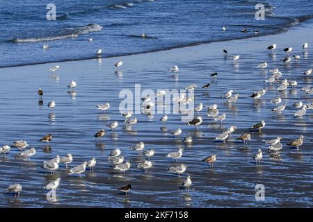 Gregge di gabbiani europei di aringhe, grandi gabbiani neri e gabbiano nero meno riposati sulla spiaggia di sabbia lungo la costa del Mare del Nord in autunno Foto Stock