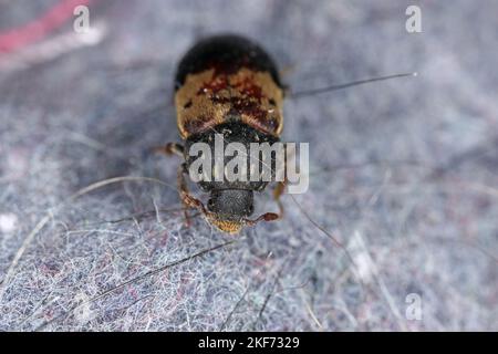 Dermestes lardarius, comunemente noto come il coleottero di larice della famiglia Dermestidae un coleotteri della pelle. Foto Stock