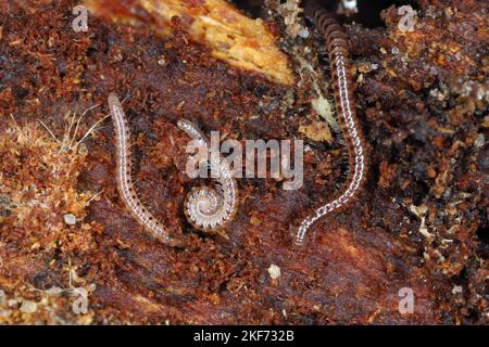 La millipedina del serpente è una specie di millipedo della famiglia dei Blaniulidae. Questo verme che vive nel suolo. Foto Stock