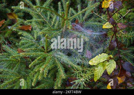 Ragnatela al mattino con gocce di rugiada su un abete verde Foto Stock