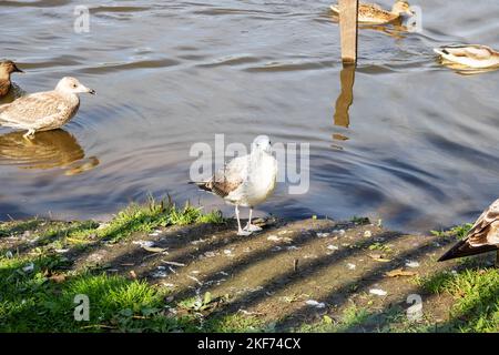 Un gabbiano si erge sulla riva vicino all'acqua e guarda Foto Stock