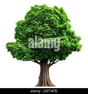 Quercia antica e realistica fata in vettore Illustrazione Vettoriale