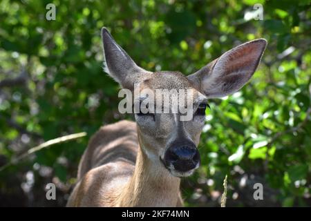 Un prezioso cervo chiave presso il National Key Deer Refuge su No Name Key nelle Florida Keys Foto Stock
