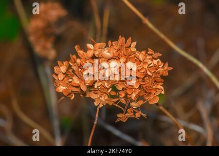 Fiori sbiaditi di Arborescens Hydrangea nel giardino autunnale. Foto Stock