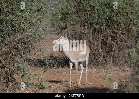 Grant's (gazelle Gazella granti) Foto Stock