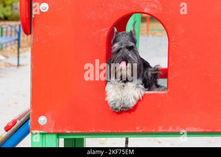 Un cucciolo carino è sdraiato in una casa rossa sulla strada. Il cucciolo manca il proprietario. Divertente cucciolo in miniatura di Schnauzer in un luminoso parco giochi. Traini Foto Stock