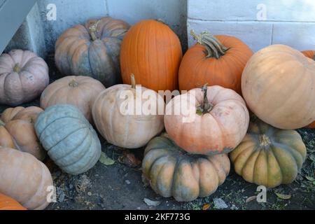 Mini Jarahdalle, Pie e Stape zucche italiane accanto alla casa Foto Stock