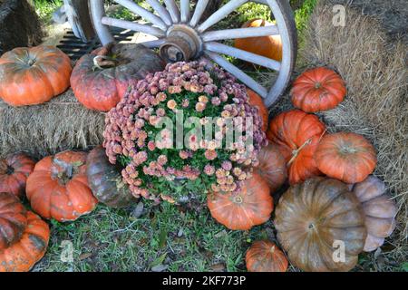 Paesaggio con zucche arancioni, ruota e mazzo di fiori al centro Foto Stock