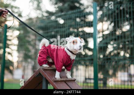 Jack russell terrier addestramento cani all'aperto nel parco della città zona di zona di cane zona di sfondo - concetto di stile di vita degli animali domestici Foto Stock