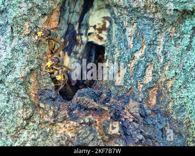 Nido dei calabroni vespiari nella cavità di un albero di quercia. Corno ...