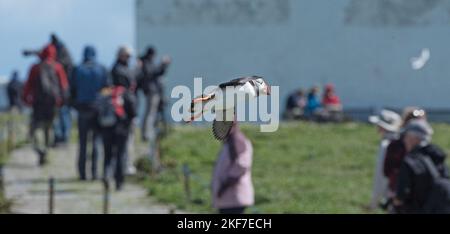 Un puffin che vola in alto sopra i visitatori sulle Isole Farne. Foto Stock