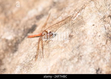 Libellula rossa, Neurothemis fluttuans è seduta su una pietra, Haff Reimich riserva naturale in Lussemburgo Foto Stock