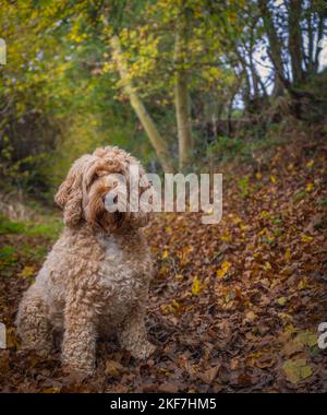 cane da cockapoo seduto in una corsia piena di colorate foglie autunnali Foto Stock