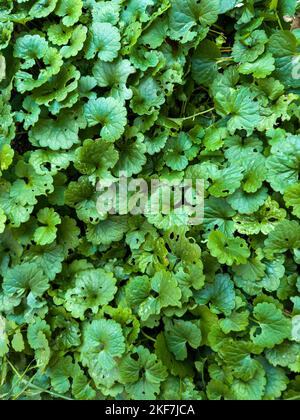 Un colpo verticale dell'hederacea di Glechoma, un superriduttore aromatico, perenne, sempreverde Foto Stock