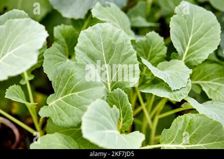 Cavolo biologico fresco che cresce all'aperto in un giardino di erbe con profondità di campo poco profonda Foto Stock