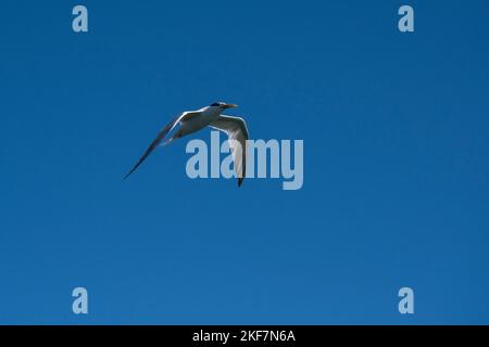 Terna sandwich, Thalasseus sandvicensis, in flight.Patagonia Argentina Foto Stock