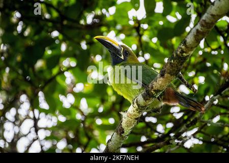 Emerald-Toucanet settentrionale o toucanet blu-gola arroccato immagine presa a Panama Foto Stock