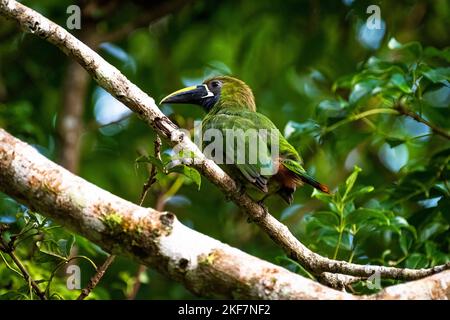 Emerald-Toucanet settentrionale o toucanet blu-gola arroccato immagine presa a Panama Foto Stock