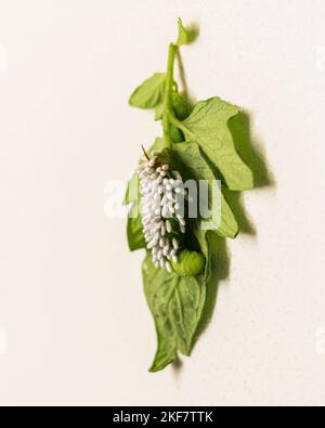 Il verme di tabacco, Manduca sexta, bruco della falce della Carolina Sphinx, coperto con bozzoli braconidi di vespa, uccidendo lentamente l'ospite. Kansas, Stati Uniti Foto Stock