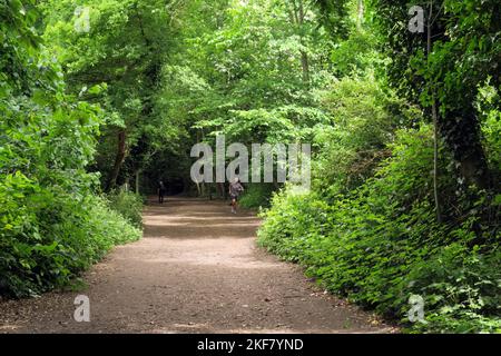 Vista lungo la linea ferroviaria riposta con pareggiatore e camminatore Parkland Walk, Haringey, North London, UK Maggio Foto Stock