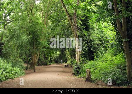 Vista lungo la linea ferroviaria riposta come sentiero pubblico Parkland Walk, Haringey, North London, UK Maggio Foto Stock