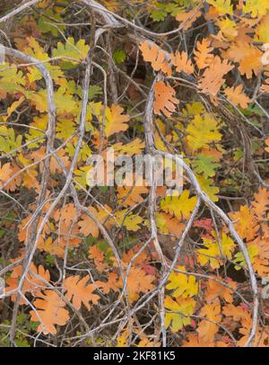 GAMBEL Oak (Quercus gambelii), foglie di colore autunnale, Zion National Park, Utah Foto Stock
