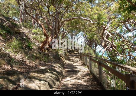 Alberi su entrambi i lati del percorso a piedi Bradleys Head nel Sydney Harbour National Park, Australia Foto Stock
