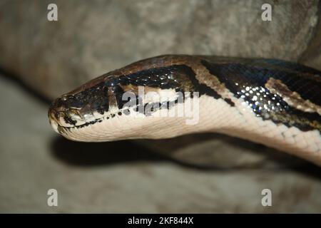 Dunkler Tigerpython / Python birmano / Python molurus bivittatus Foto Stock