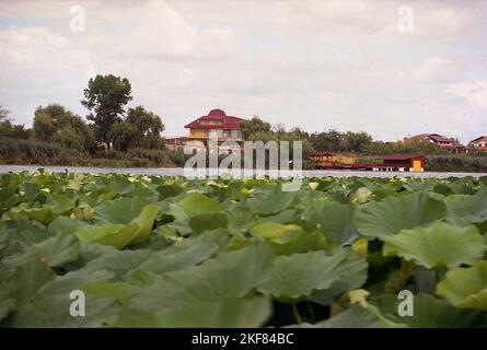 Ilfov County, Romania, circa 2000. Piante di loto che crescono sul lago Snagov. Nuove ville private sul lago. Foto Stock