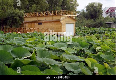 Ilfov County, Romania, circa 2000. Piante di loto che crescono sul lago Snagov. Boathouse in legno con piattaforma superiore. Foto Stock